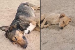 Εύβοια: Άνδρας προσπάθησε να εξαφανίσει δύο σκυλιά από την παραλία του Αγίου Μηνά - Πιθανότατα τα νάρκωσε (βίντεο)