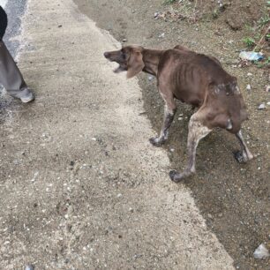 EvrytaniaSkeletomenosSkylos27 10 2025 1