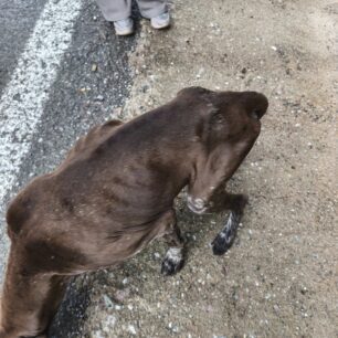 EvrytaniaSkeletomenosSkylos27 10 2025 2