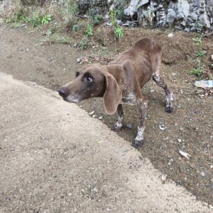 EvrytaniaSkeletomenosSkylos27 10 2025 4