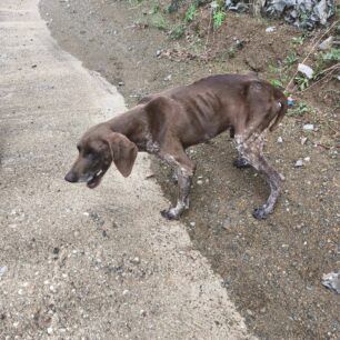 EvrytaniaSkeletomenosSkylos27 10 2025 5