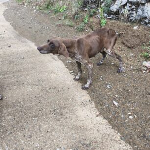 EvrytaniaSkeletomenosSkylos27 10 2025 6