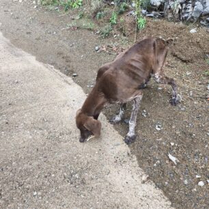 EvrytaniaSkeletomenosSkylos27 10 2025 7