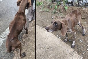 Ευρυτανία: Έκκληση για σκελετωμένο σκύλο στη λίμνη Κρεμαστών στη γέφυρα Τατάρνας