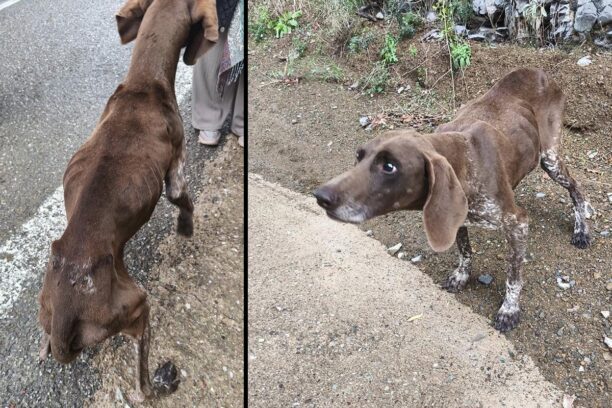 Ευρυτανία: Έκκληση για σκελετωμένο σκύλο στη λίμνη Κρεμαστών στη γέφυρα Τατάρνας