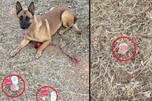 Με φόλες δολοφόνησε σκυλιά στο Εξοχικό (Κατσίμπαλη) Μεσσηνίας