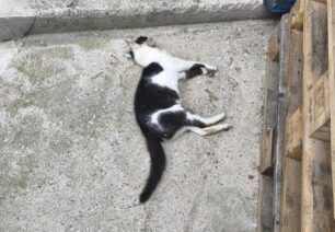 Φιλιάτες Θεσπρωτίας: Με φόλες δολοφόνησε γάτες