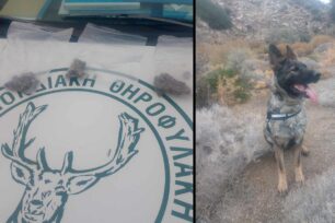 Πολλές φόλες εντόπισε ο εκπαιδευμένος σκύλος στο Αιολικό Πάρκο Αγίου Κύριλλου στον νομό Ηράκλειου Κρήτης