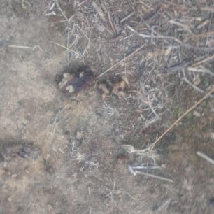 FolesAiolikoParkoAgiouKyrillouIrakleiouKritis6 10 2025 1