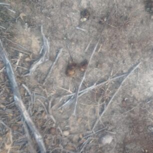 FolesAiolikoParkoAgiouKyrillouIrakleiouKritis6 10 2025 5