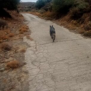 FolesAiolikoParkoAgiouKyrillouIrakleiouKritis6 10 2025 9