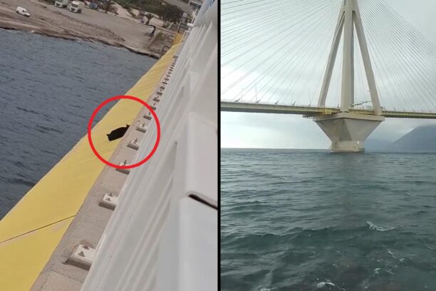Γάτα έπεσε στη θάλασσα από τη γέφυρα Ρίου Αντιρρίου – Αδιαφόρησε η Πυροσβεστική και το Λιμενικό δεν είχε σκάφος (βίντεο)