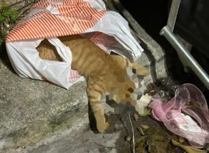 Λέσβος: Γάτα βρέθηκε νεκρή σε σακούλα με θηλιά από σύρμα στον λαιμό