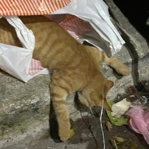 GataLesvosMytiliniSyrmatiniThylia27 10 2025 1