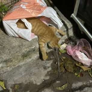 GataLesvosMytiliniSyrmatiniThylia27 10 2025 2