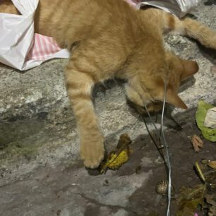 GataLesvosMytiliniSyrmatiniThylia27 10 2025 3