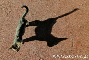 Χανιά: Ποιος δολοφονεί συστηματικά γάτες στην οδό Καποδιστρίου βάζοντας τις φόλες σε κεσεδάκια γιαουρτιού;