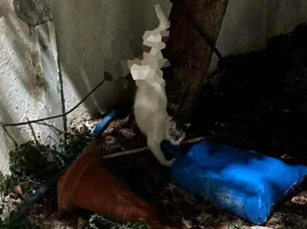 Γέρακας Αττικής: Γάτα βρέθηκε καρφωμένη σε μπετόβεργα