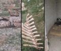 Ίασμος Ροδόπης: Δεκάδες πτώματα προβάτων, αγελάδων και αλόγων πεταμένα σε εγκαταλελειμμένο σιλό – Κουτάβια θήλαζαν τη νεκρή μάνα (βίντεο)