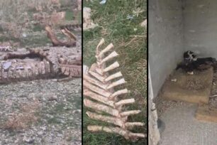 Ίασμος Ροδόπης: Δεκάδες πτώματα προβάτων, αγελάδων και αλόγων πεταμένα σε εγκαταλελειμμένο σιλό – Κουτάβια θήλαζαν τη νεκρή μάνα (βίντεο)