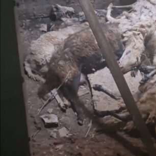 IasmosRodopisParanomoNekrotafeioZoon17 10 2025 1