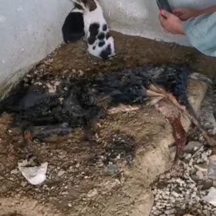 IasmosRodopisParanomoNekrotafeioZoon17 10 2025 6