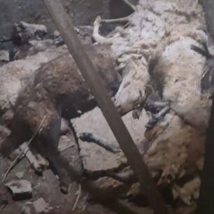 IasmosRodopisParanomoNekrotafeioZoon17 10 2025 7