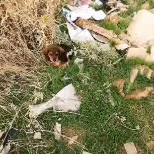 IasmosRodopisParanomoNekrotafeioZoon18 10 2025 1