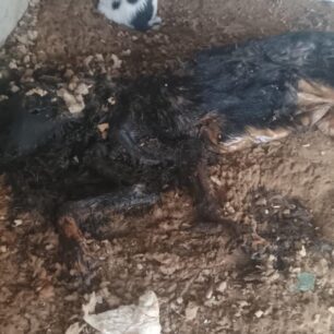 IasmosRodopisSiloNekrosSkylos17 10 2025 1