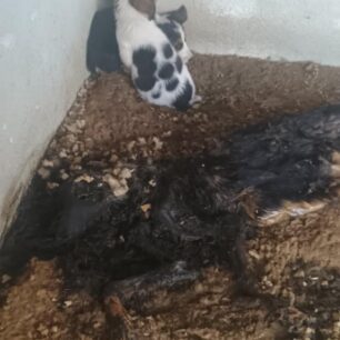 IasmosRodopisSiloNekrosSkylos17 10 2025 2