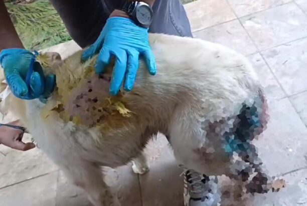 Καμένα Βούρλα Φθιώτιδας: Κυνηγοί πυροβόλησαν δύο σκυλιά (βίντεο)