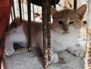 Καρδίτσα: Πέθανε γάτα που βρέθηκε καρφωμένη σε μπετόβεργα (βίντεο)