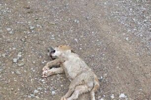 Καρδίτσα: Αναζητούν μάρτυρες για τον άνδρα που έσερνε κουτάβι στην άσφαλτο δεμένο στο Ι.Χ. του