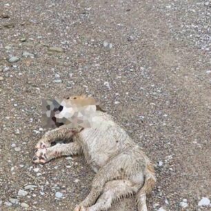 KarditsaSkylosEsyreAsfaltos22 10 2025 1