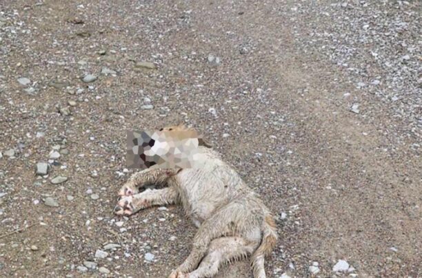 Καρδίτσα: Αναζητούν μάρτυρες για τον άνδρα που έσερνε κουτάβι στην άσφαλτο δεμένο στο Ι.Χ. του