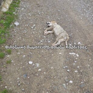 KarditsaSkylosEsyreAsfaltos22 10 2025 2