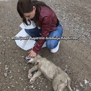 KarditsaSkylosEsyreAsfaltos22 10 2025 3