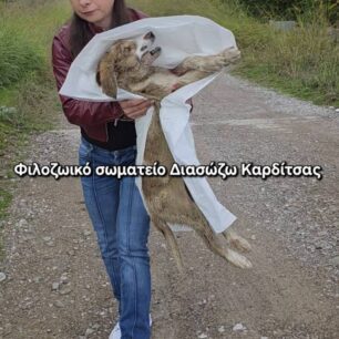 KarditsaSkylosEsyreAsfaltos22 10 2025 4