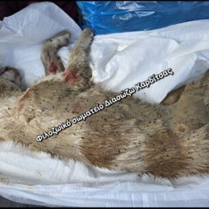 KarditsaSkylosEsyreAsfaltos22 10 2025 5