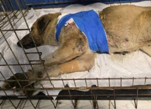 Σφαγεία Καρδίτσας: Σκύλος σάπιζε ζωντανός πυροβολημένος με κυνηγετικό όπλο (βίντεο)