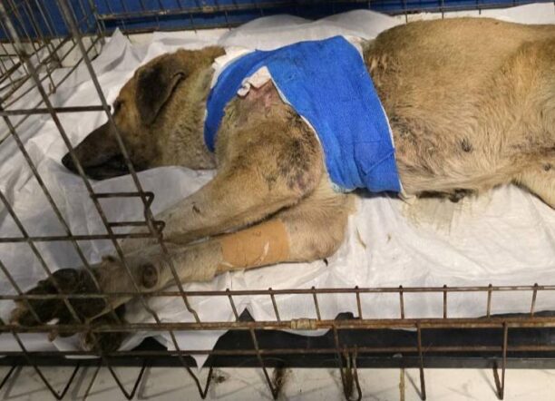 Σφαγεία Καρδίτσας: Σκύλος σάπιζε ζωντανός πυροβολημένος με κυνηγετικό όπλο (βίντεο)