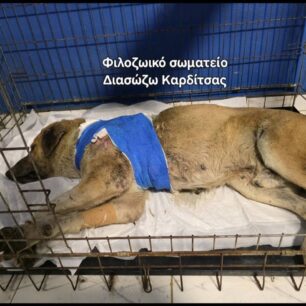 KarditsaSkylosPyrovolimenos24 10 2025 1