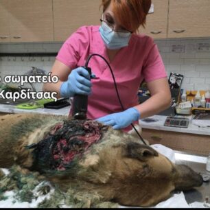 KarditsaSkylosPyrovolimenos24 10 2025 10