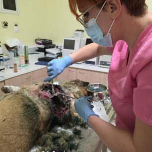 KarditsaSkylosPyrovolimenos24 10 2025 11