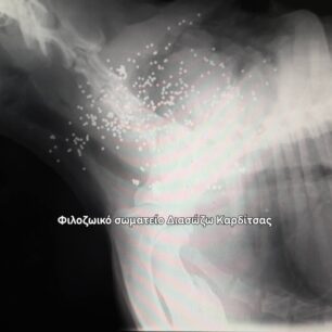 KarditsaSkylosPyrovolimenos24 10 2025 12