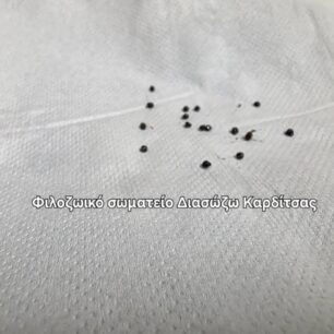 KarditsaSkylosPyrovolimenos24 10 2025 13