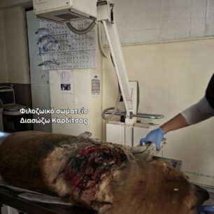 KarditsaSkylosPyrovolimenos24 10 2025 14