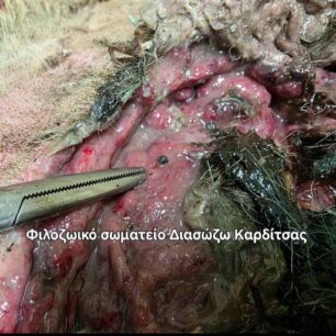 KarditsaSkylosPyrovolimenos24 10 2025 15