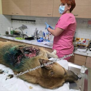 KarditsaSkylosPyrovolimenos24 10 2025 16