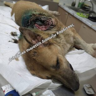 KarditsaSkylosPyrovolimenos24 10 2025 17